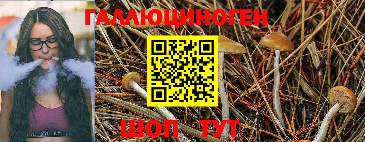 Псилоцибиновые грибы Psilocybine cubensis Азнакаево